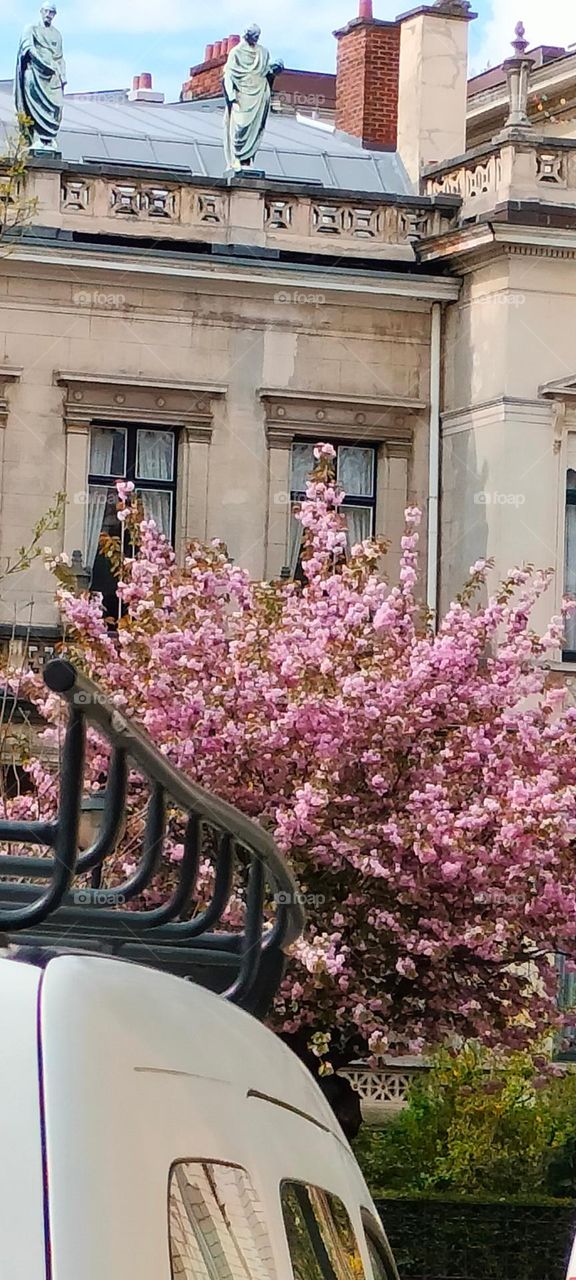 Flowers Adoring The Entrance