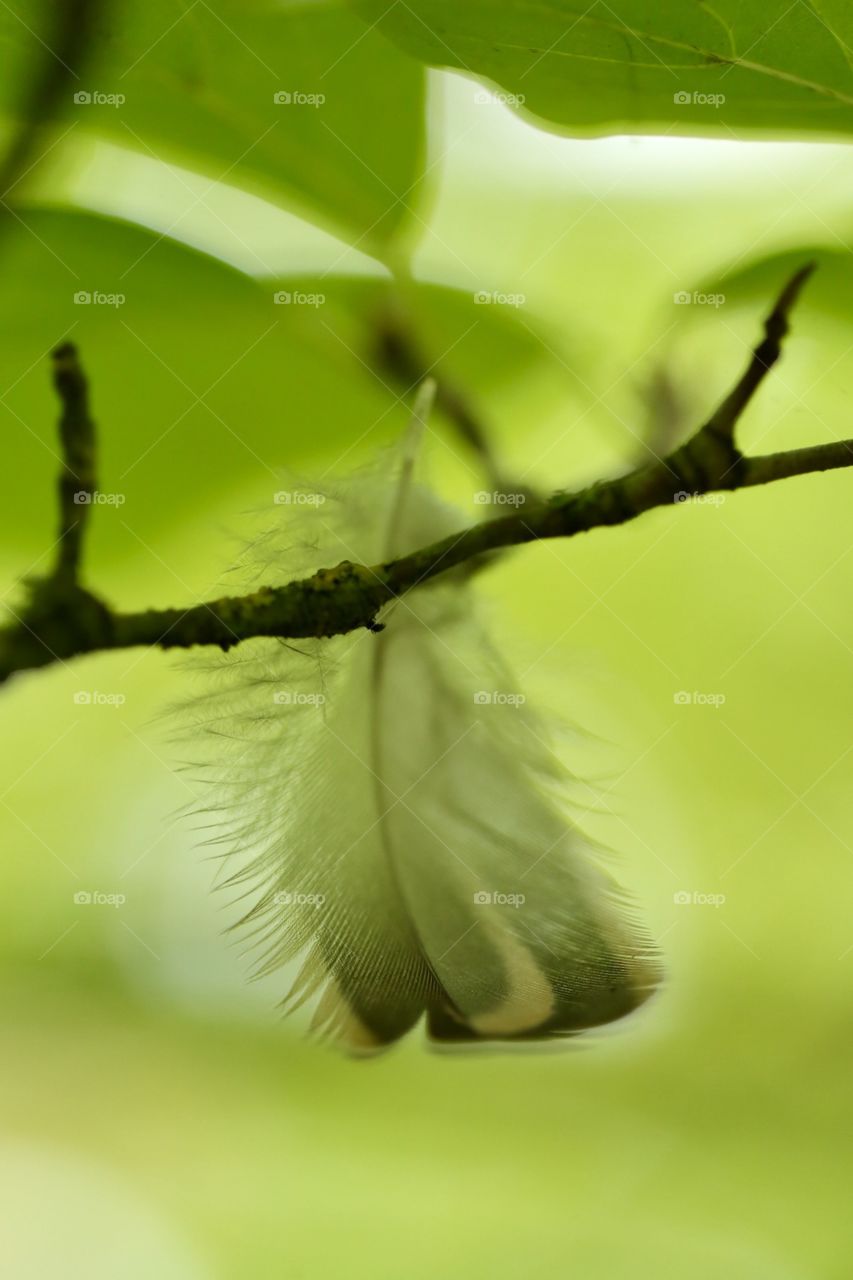 Feather and branch 