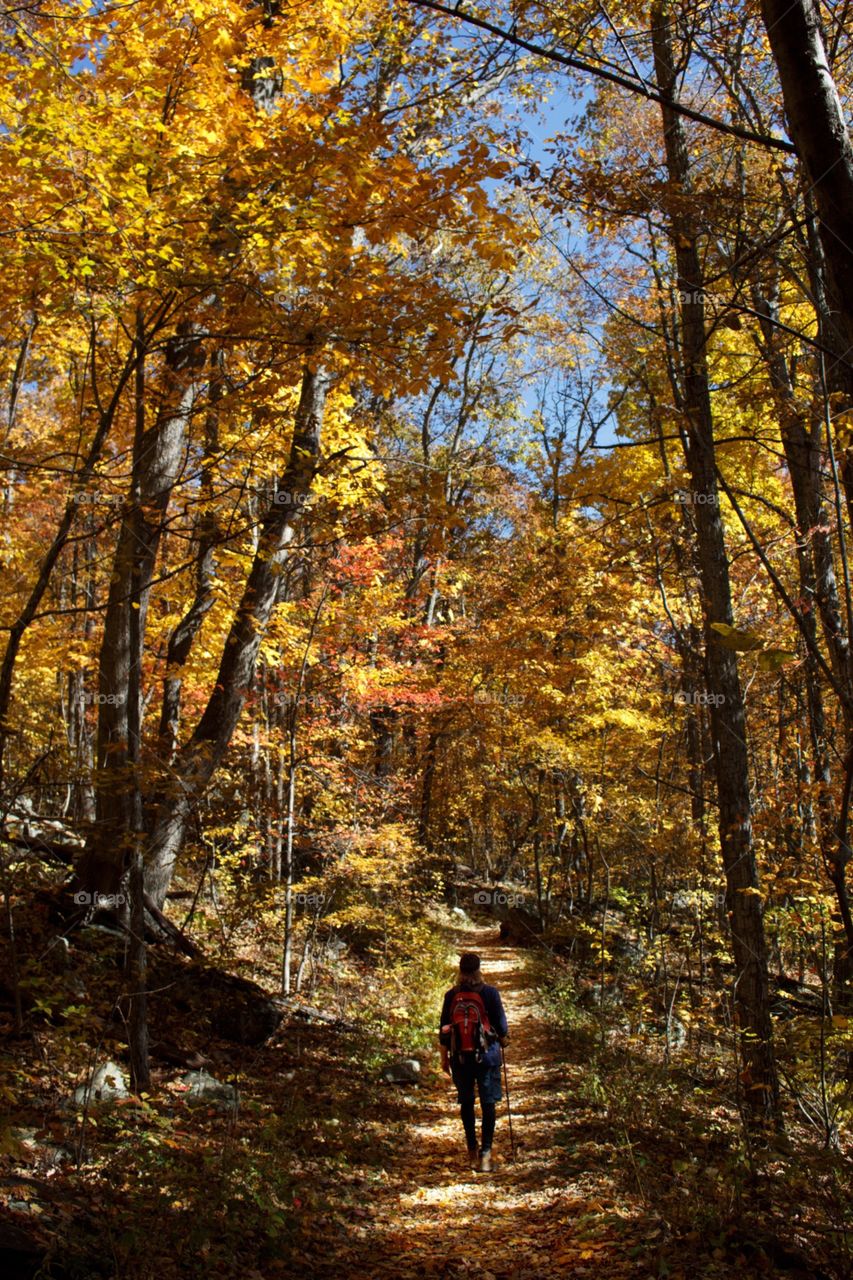 Hiking on a Autumn day in the Shenandoah National Park.