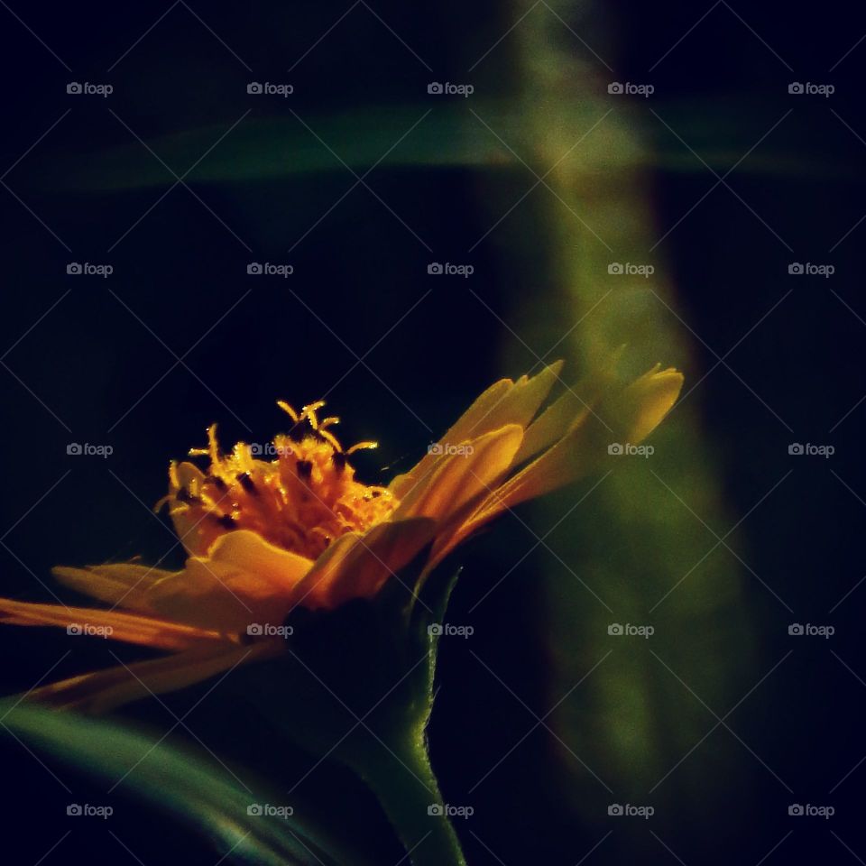 Looking for sunlight for shining.