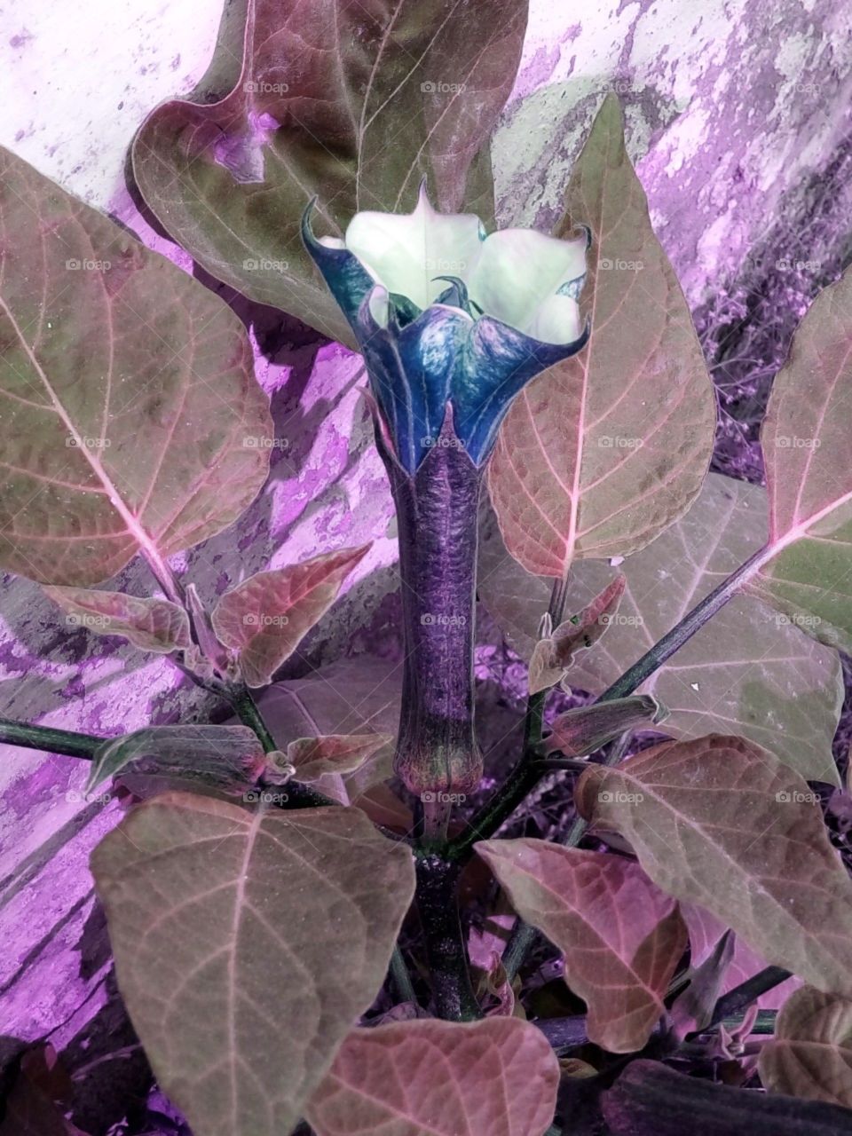 Datura Somanifera flower