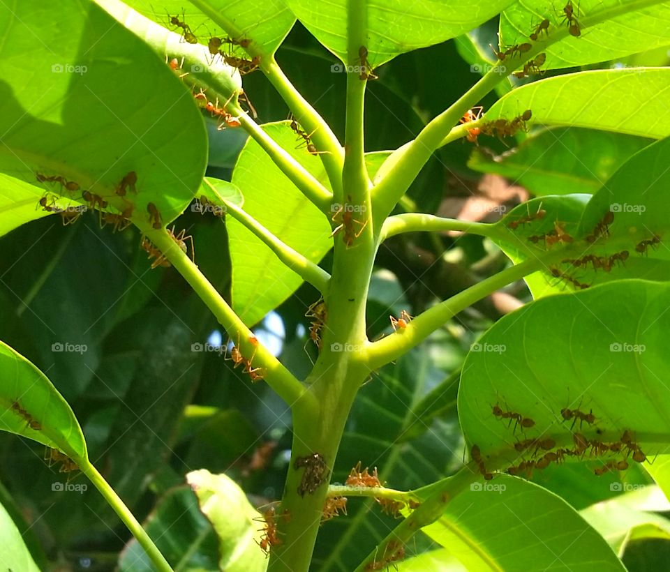 Weaver ants on mango tree, they're gathering under the mango leaves. Maybe try to avoid morning sun. Not sure 😆