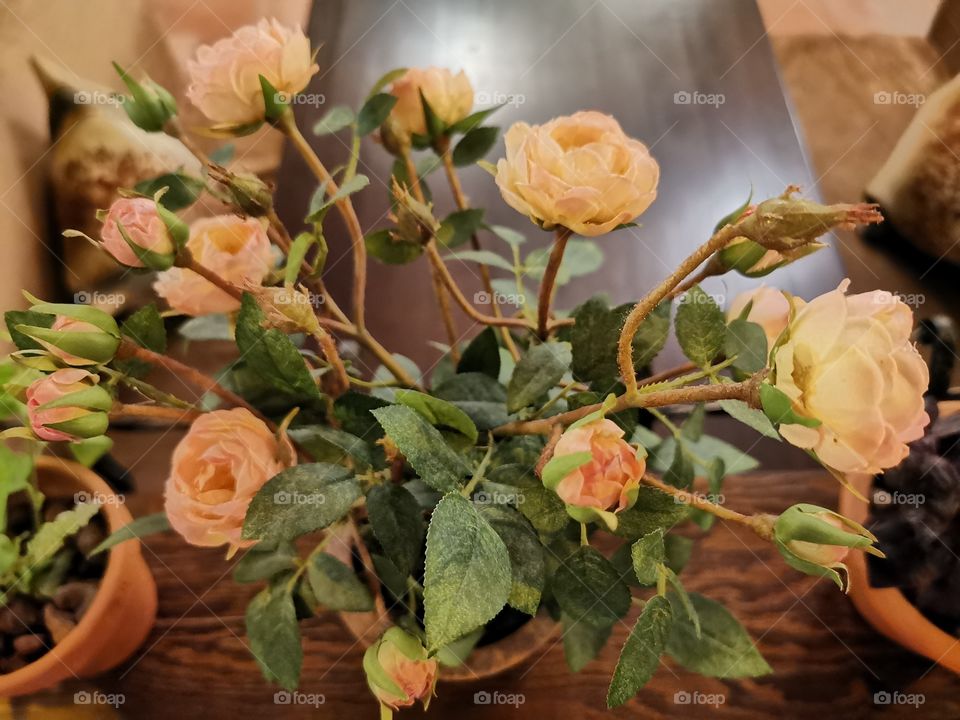 Plant rose indoor decor decoration
