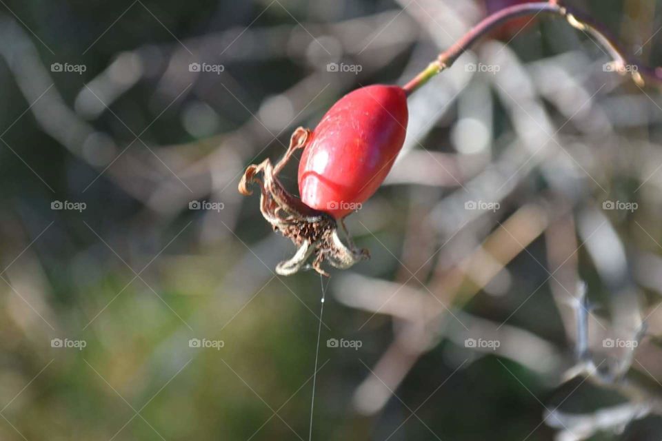 rose hip