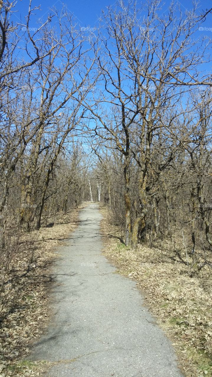 Burr oak trail
