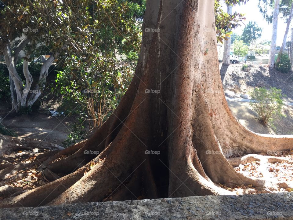 Tree trunk- Balboa Park - San Diego 