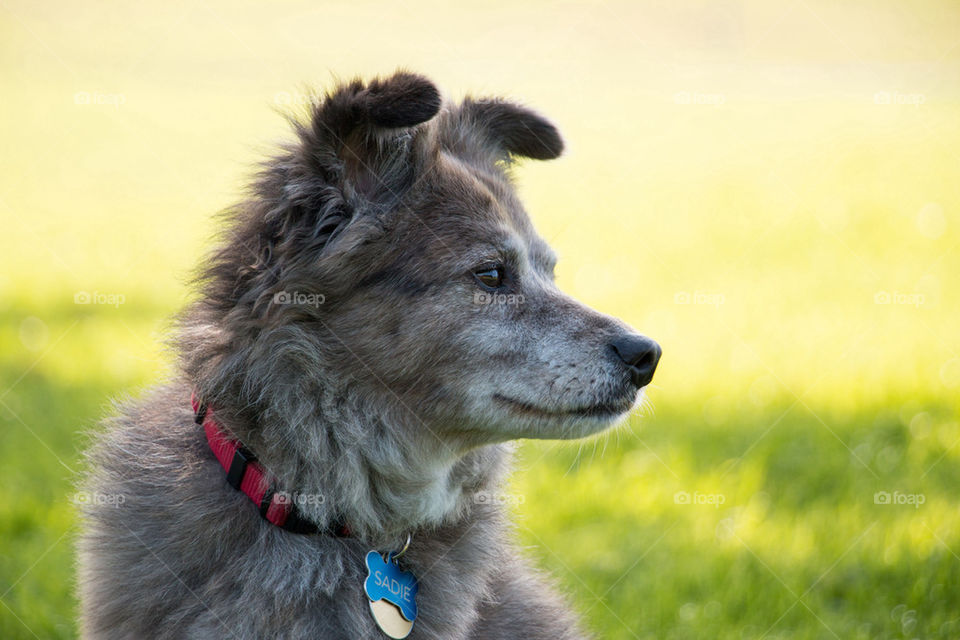 Close-up of dog