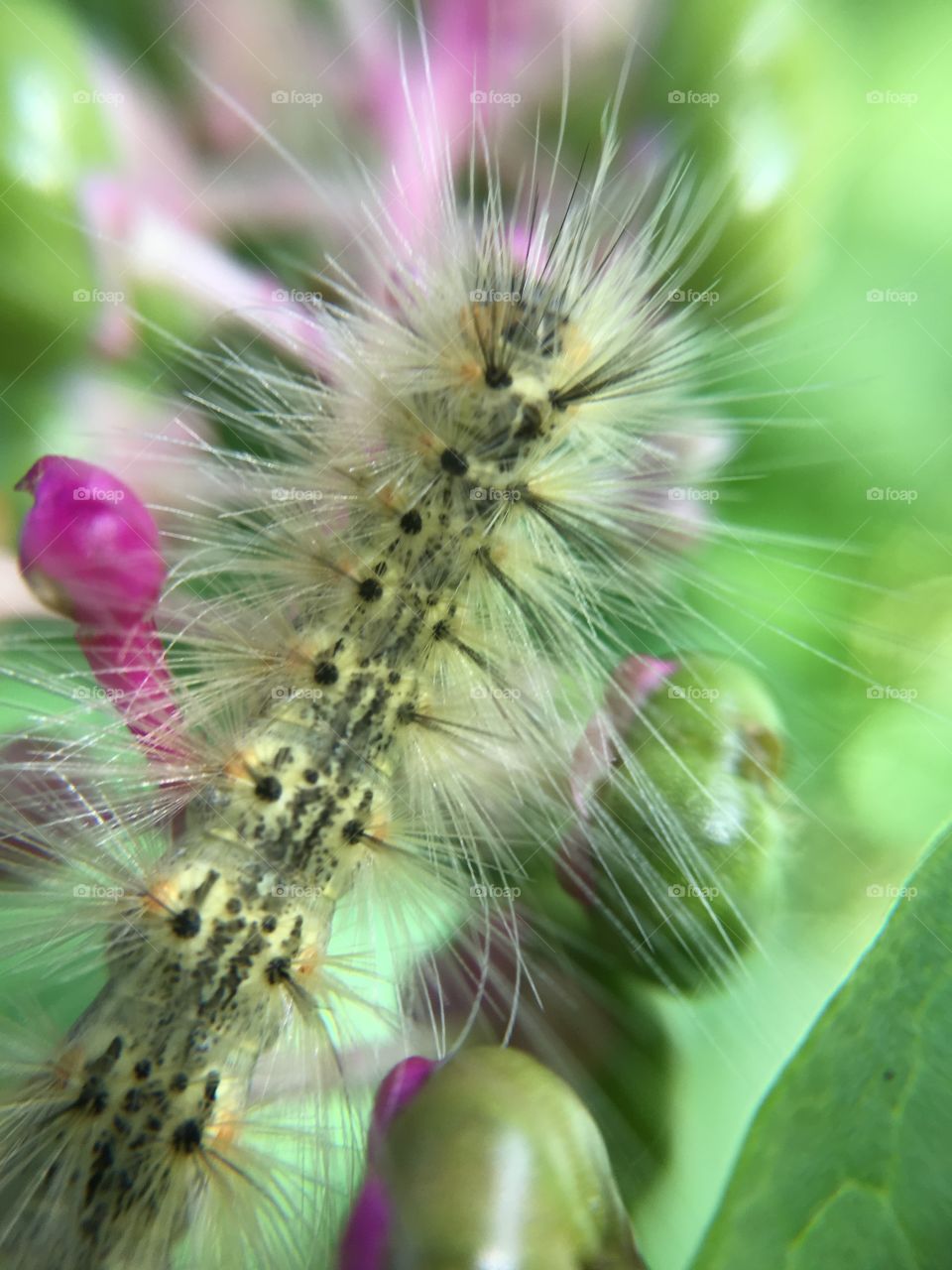 Caterpillar in poke berry bush