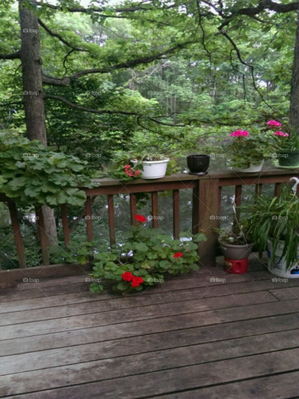 Tranquility. relaxing photo taken on the back deck overlooking the pond