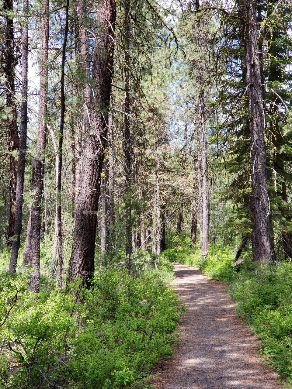 A dirt path leads through the lush green forest floor and towering pine trees in the Deschutes National Forest in Central Oregon on a sunny summer day.