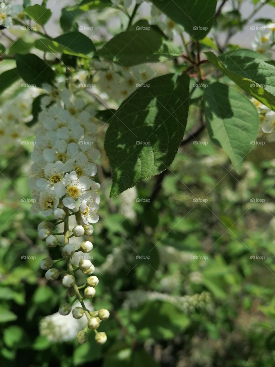 Blooming trees, my favorite time, everything is beautiful and the air is filled with delicious aromas