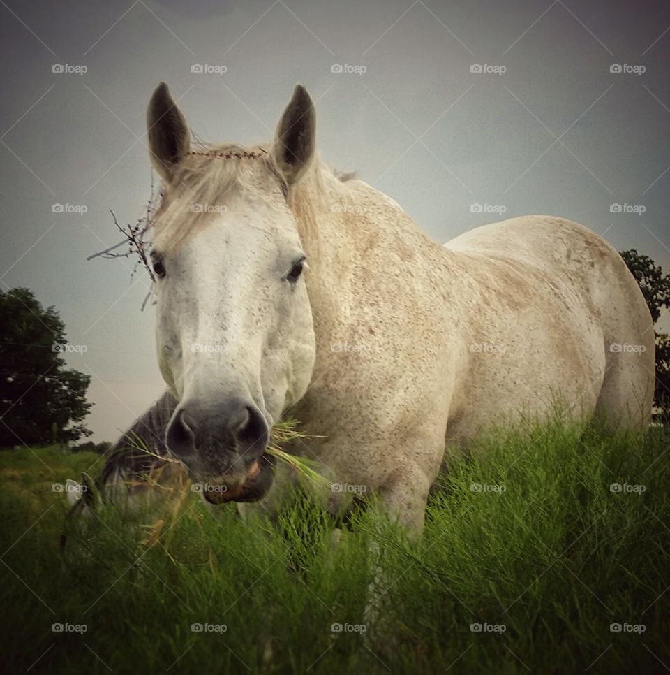 Summer Horse Eating