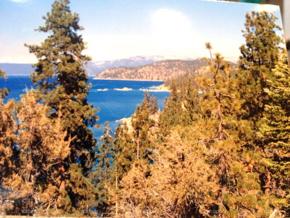 Tahoe Thru The Trees