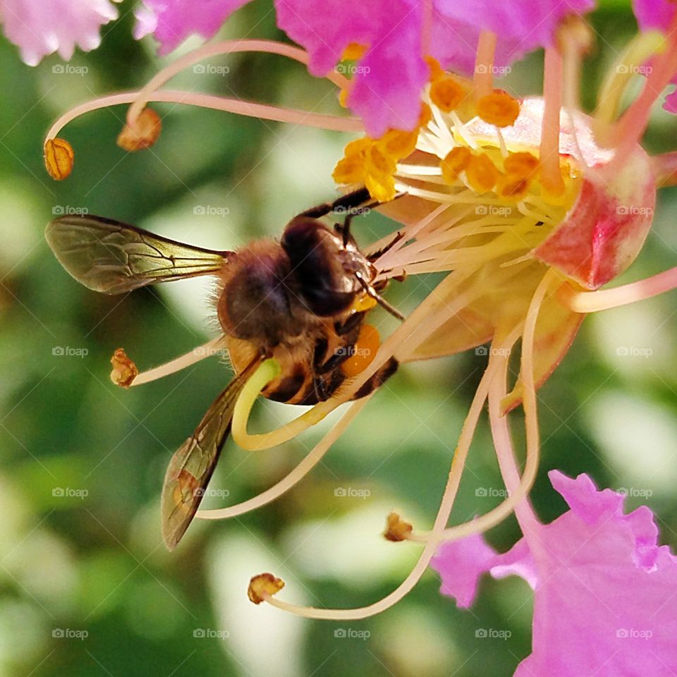 Bee pollinating