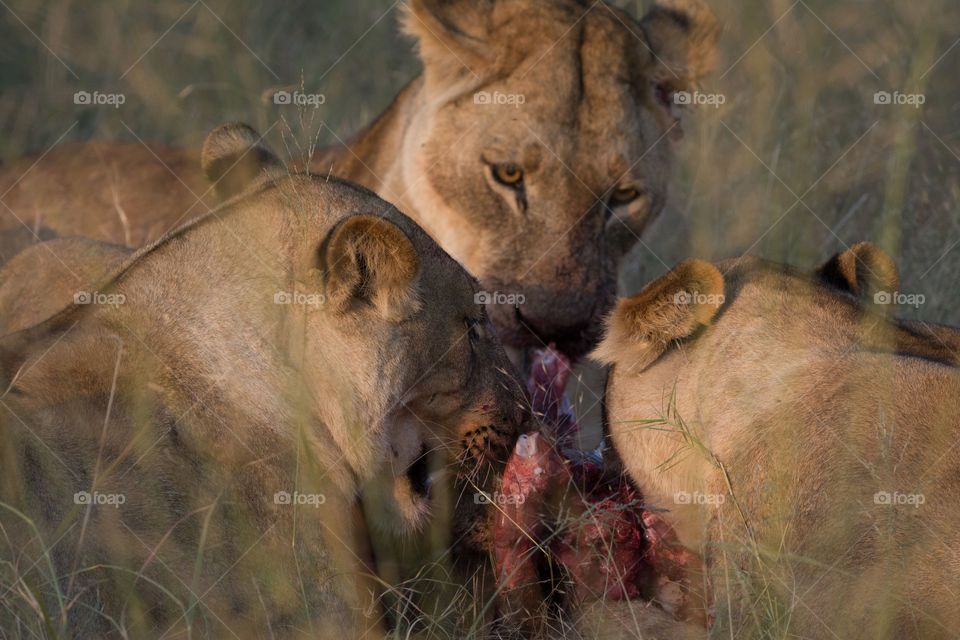 Lion feeding frenzy 
