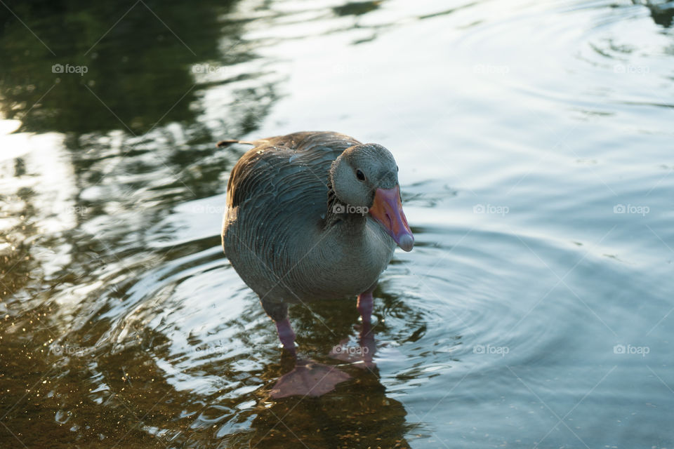 Duck in a pond. The duck is soaking with its head resting on the water. Green, brown, yellow and white duck.

Whole brown duck swims in the pond.
It has wet feathers.