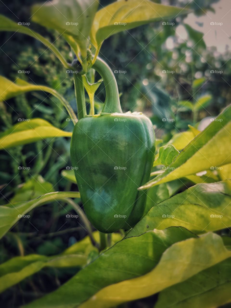 Green Bell Pepper