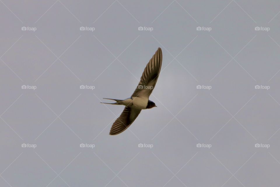 swallow