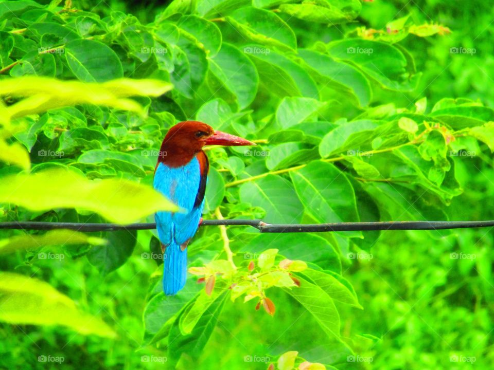 The white throated kingfisher (halcyon smyrnensis) also known as the white-breasted kingfisher.