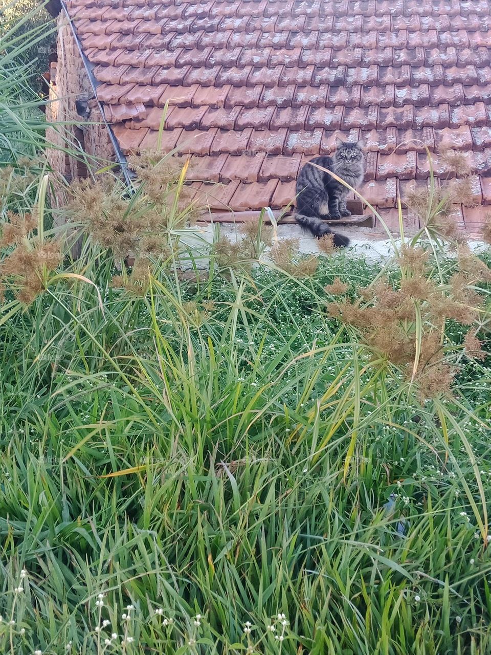 A street cat on a tiled roof