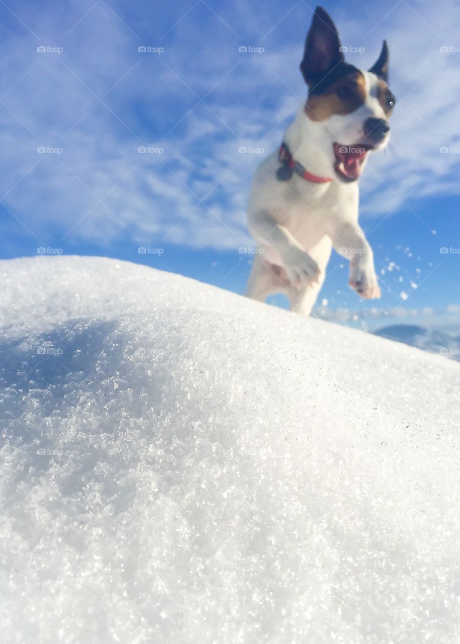 Dog jumping over snow bank on a sunny winter day. 