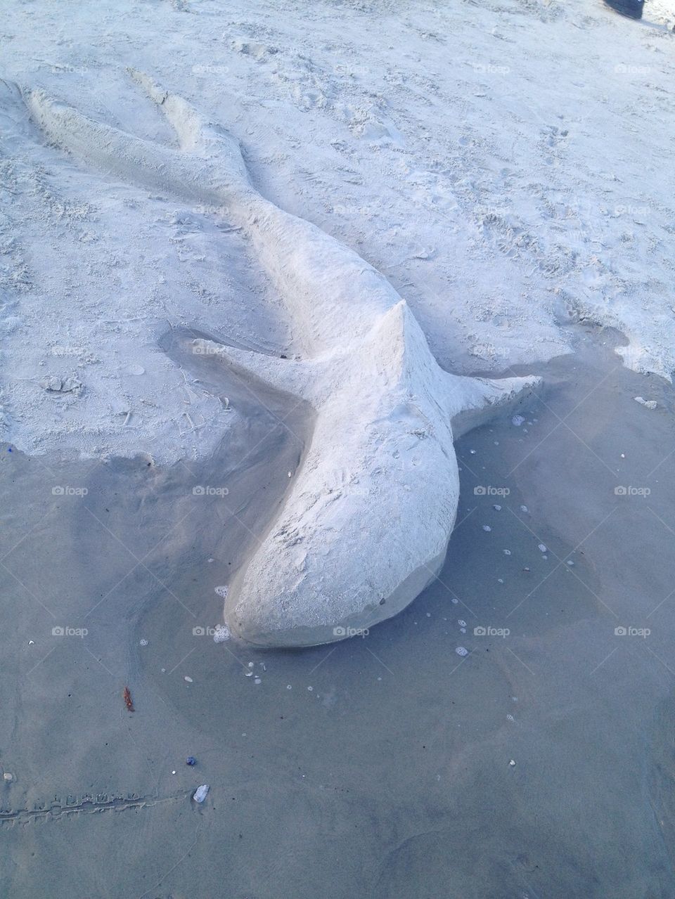 Sand shark
