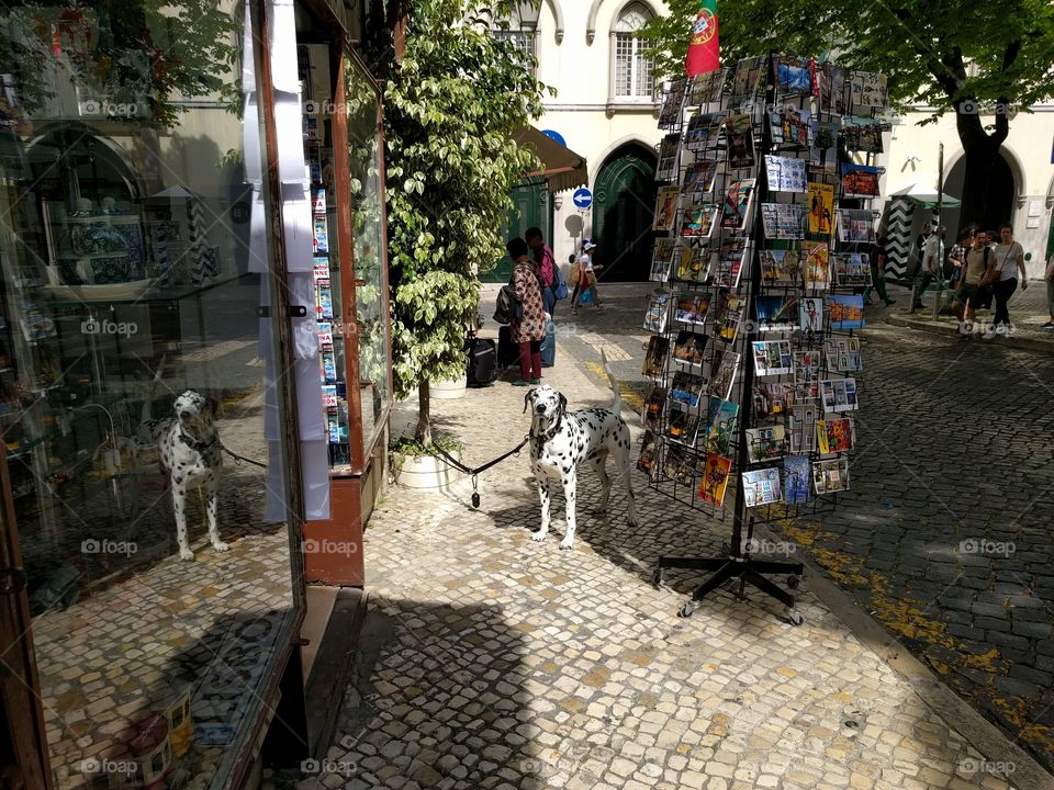 A dalmatian dog standing on a street in front of a shop