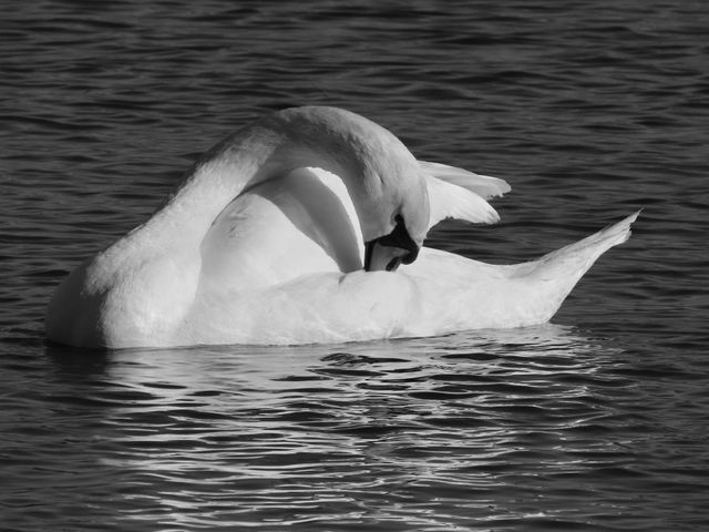 Swan