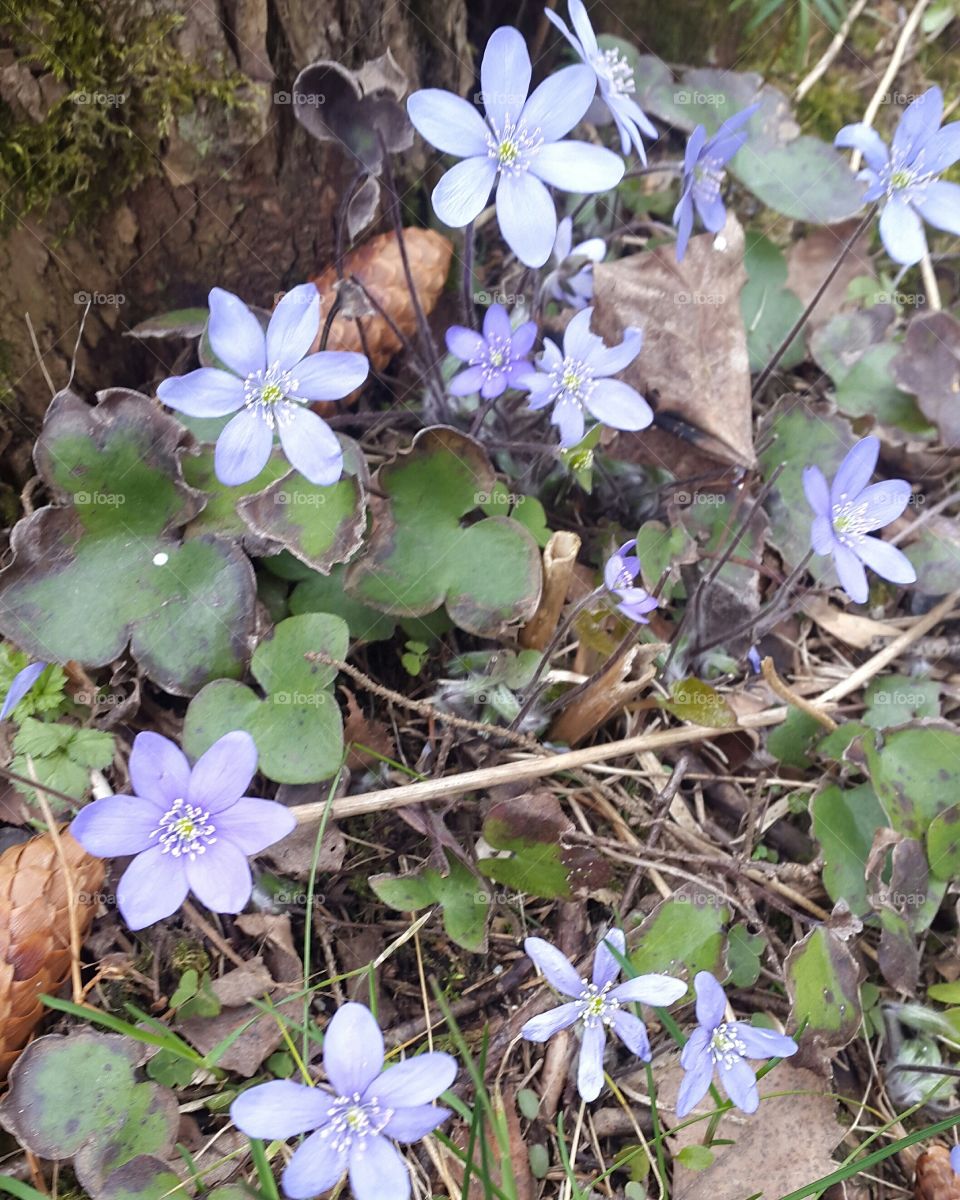 spring flowers. .