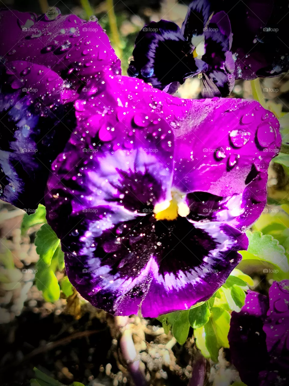 Nature's Art 🎨