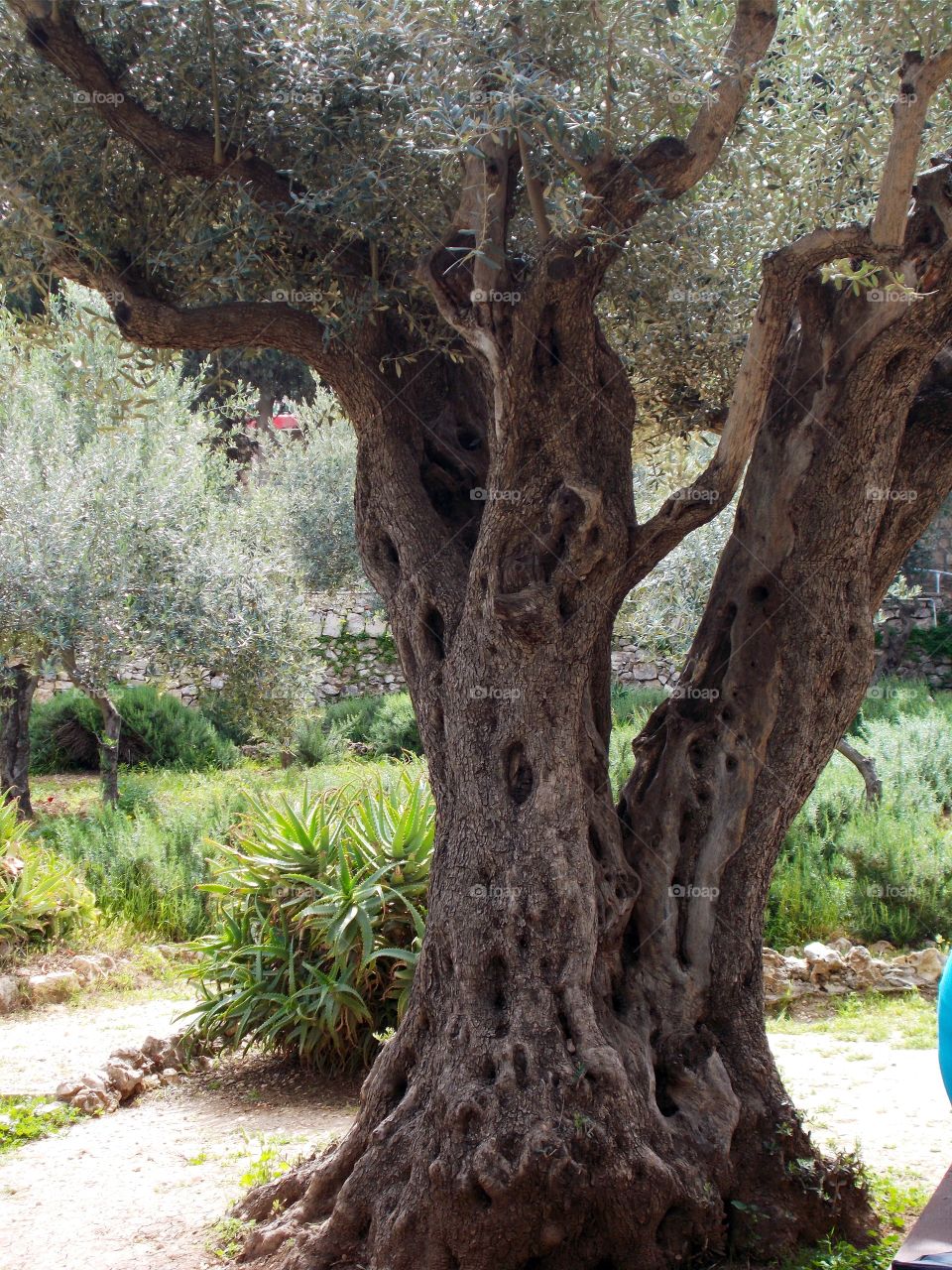 Olive Tree Garden of Gethsemane