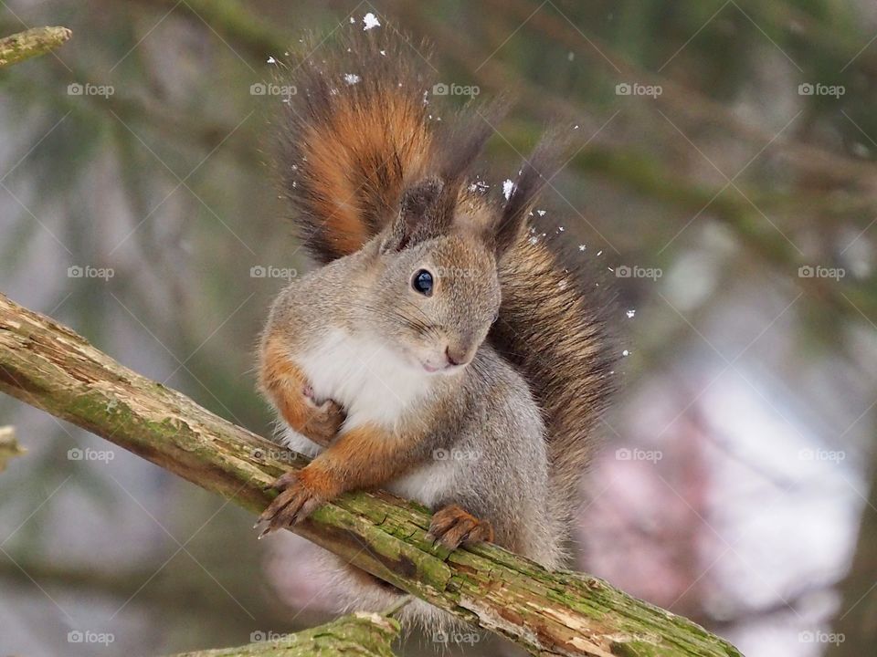 Squirrel