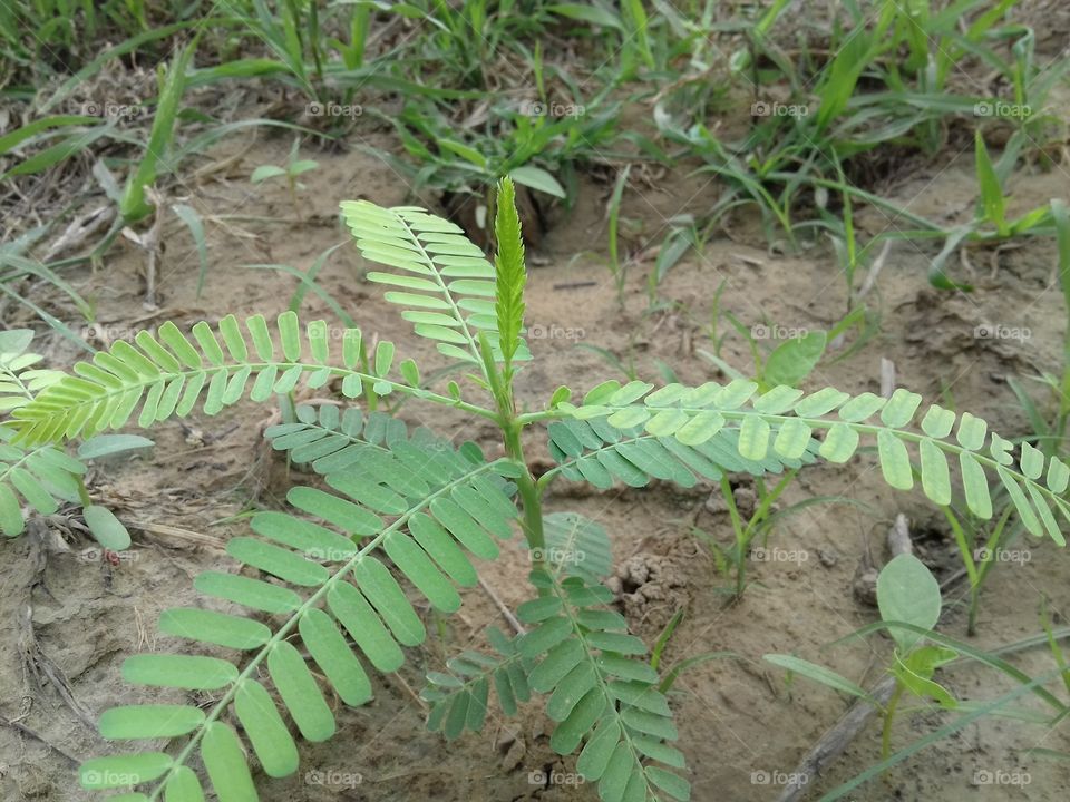too many leaves in this plant photos.Green in color