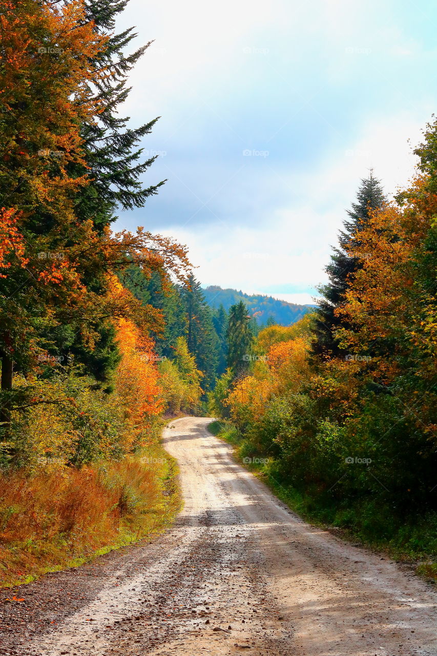 Species in the Carpathian mountains in the autumn.