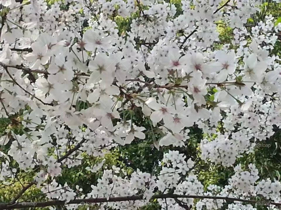 绽放纯洁自由ازهر حرية نقيةMekar kebebasan murni/Kebebasan murni mekar