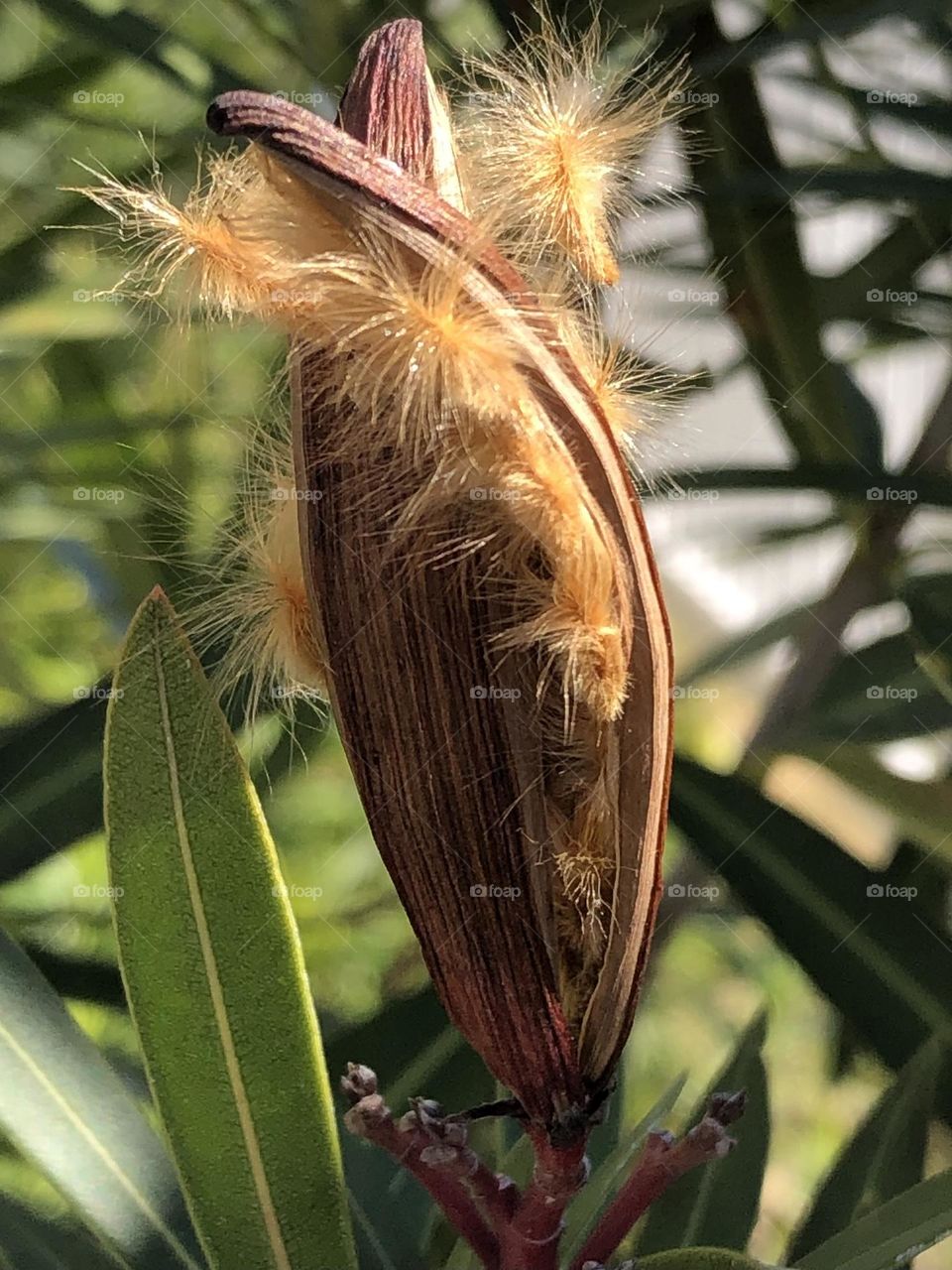 A bud ready to bloom at the bay house in Texas, the pollen “hairs” waiting to be released by the wind!