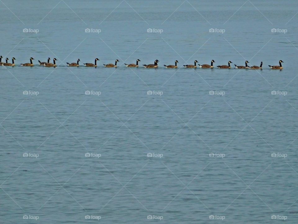 Summer moods - Eighteen ducks swimming in line - Ducks have wide, strongly webbed feet that help them be powerful, efficient swimmers and in many cases, agile divers