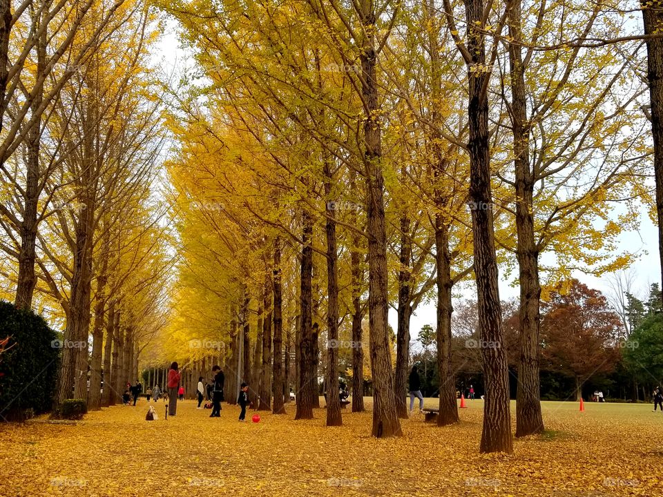 autumn season colors