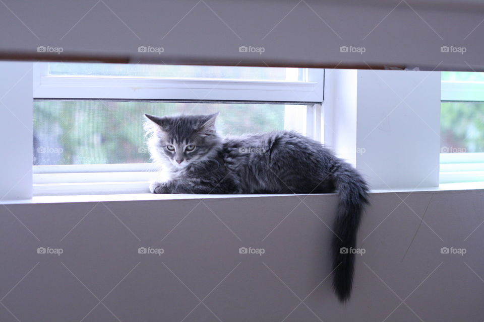 Cat, Window, Portrait, Mammal, Domestic