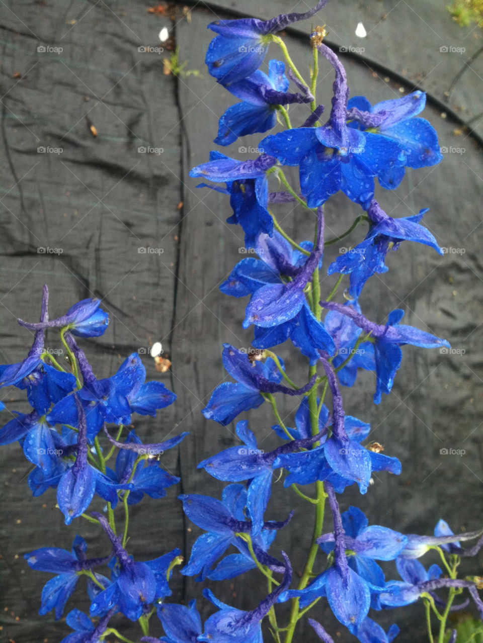 flower blue summer perennial by gitt123