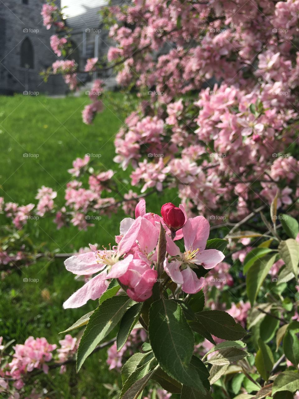 Blossoms in CT in early May