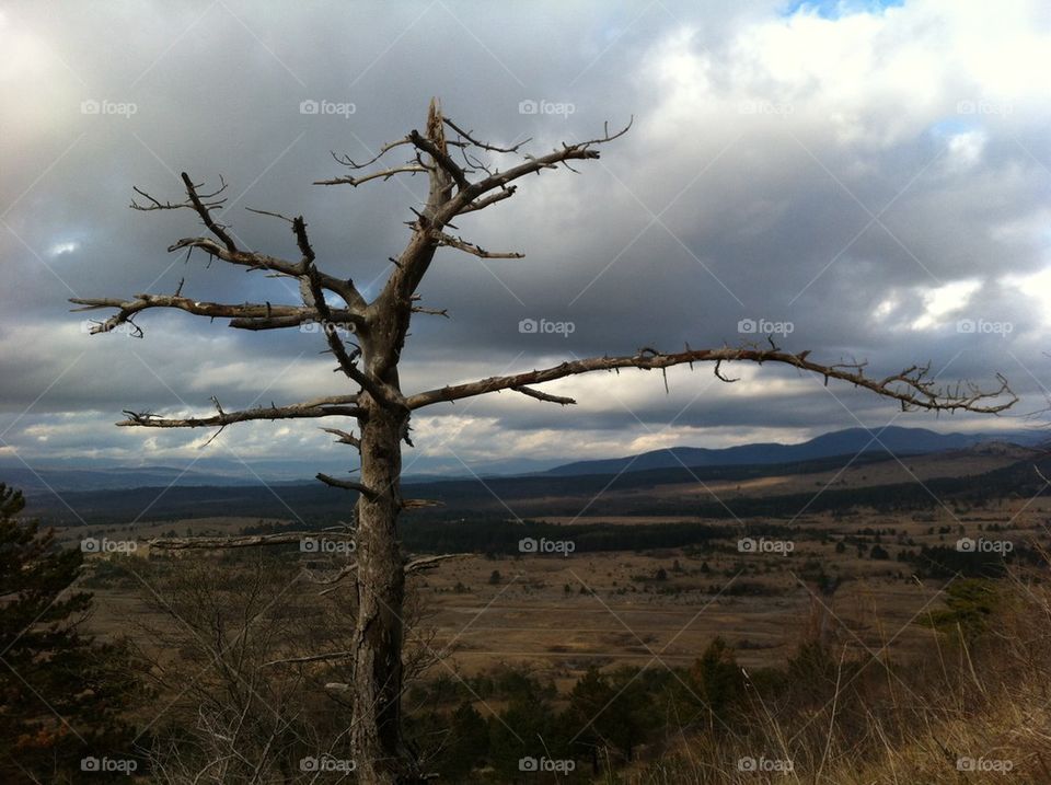 Lone tree