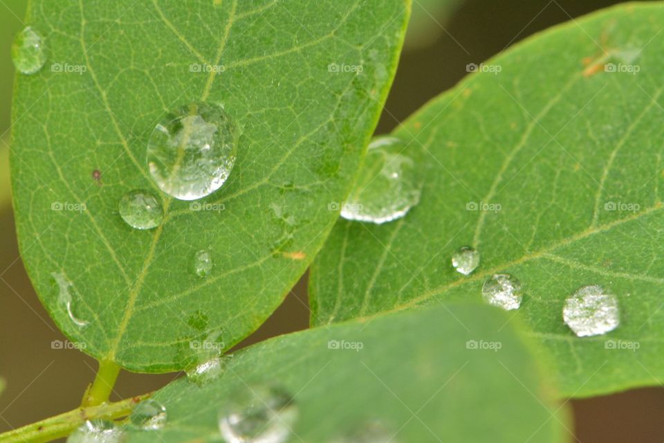 water drops on a leaf