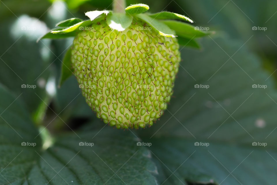 Closeup of unripe green strawberry 