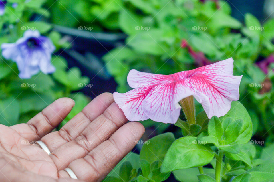 Young lady hand touch on Petunia flower plants in a flower nursery farm. Human and nature contact.