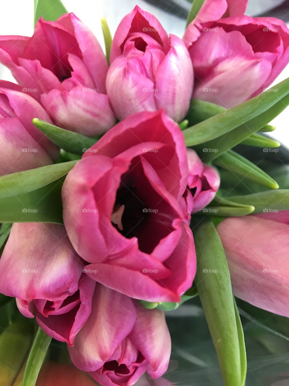 Pink tulips 