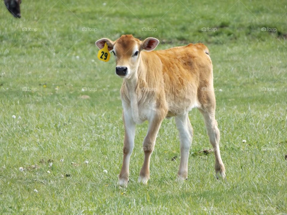 Calf on a grass