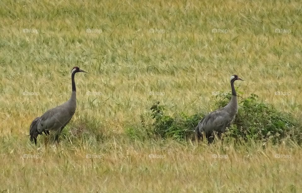 Two crane birds in field