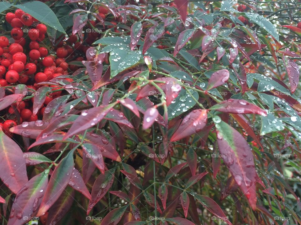 Holly berries 