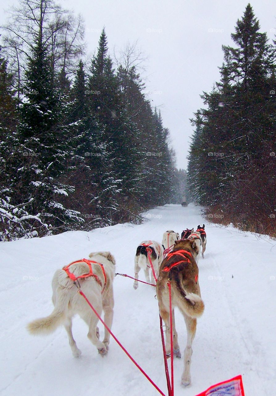 Scofflaw Dawgs in NY